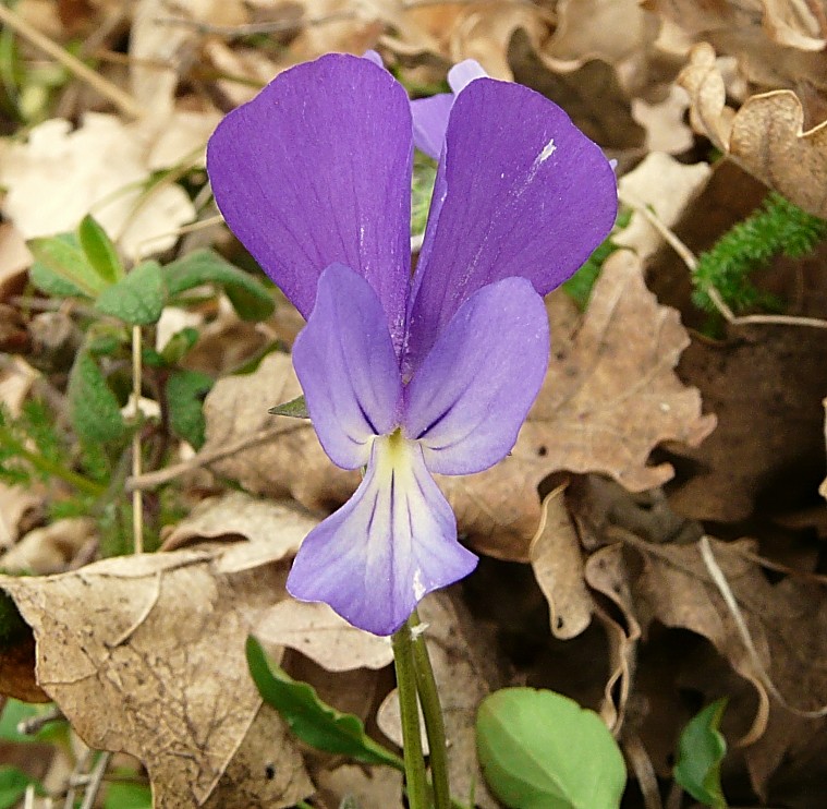 Viola merxmuelleri (=Viola graeca) / Viola greca